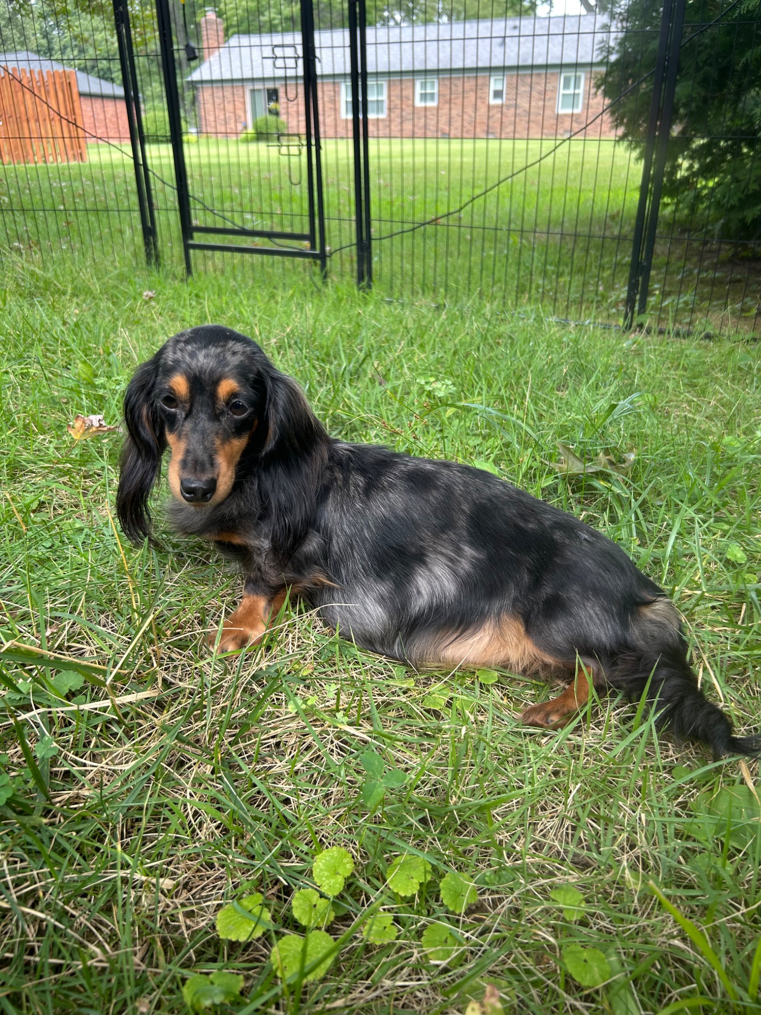 Lilith the longhaired miniature dachshund