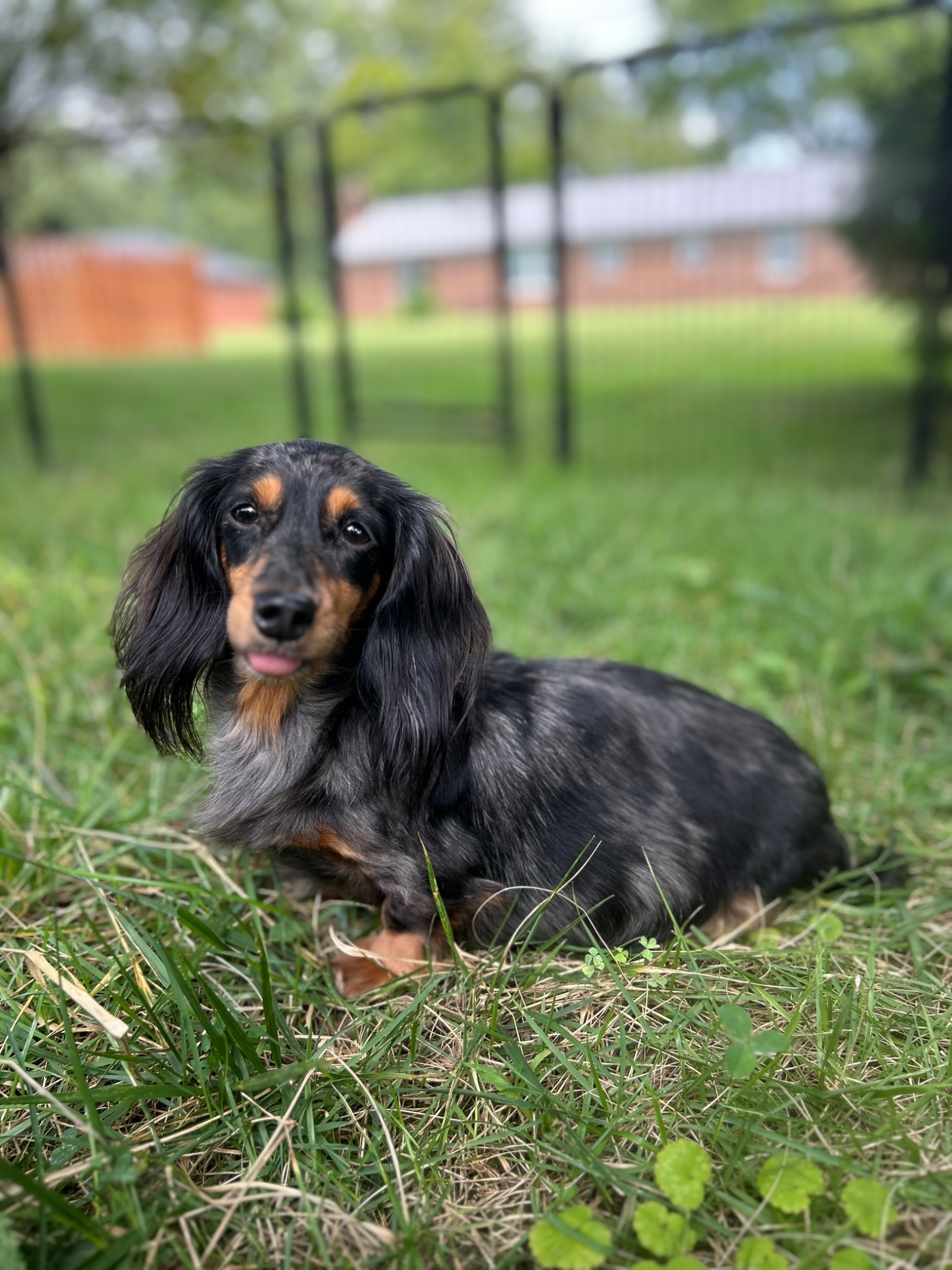 Lilith the longhaired miniature dachshund