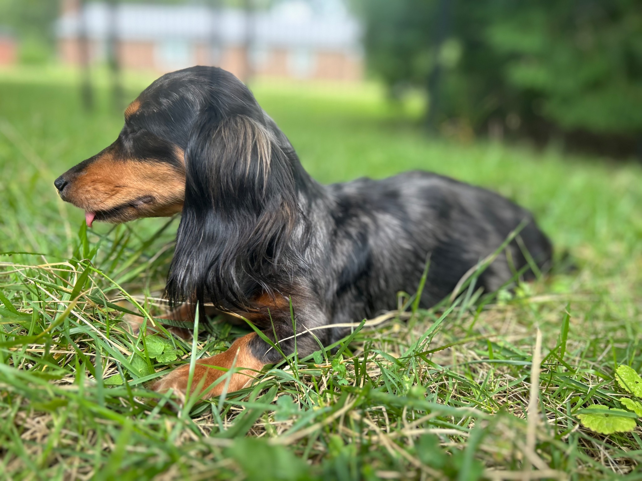 Lilith the longhaired miniature dachshund