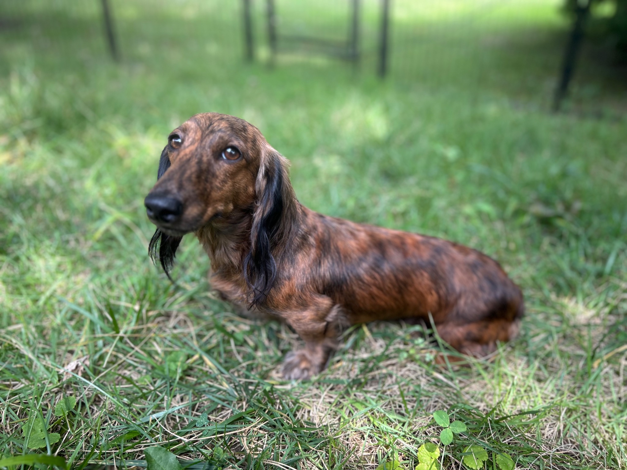 Mazikeen the red brindle longhaired dachshund
