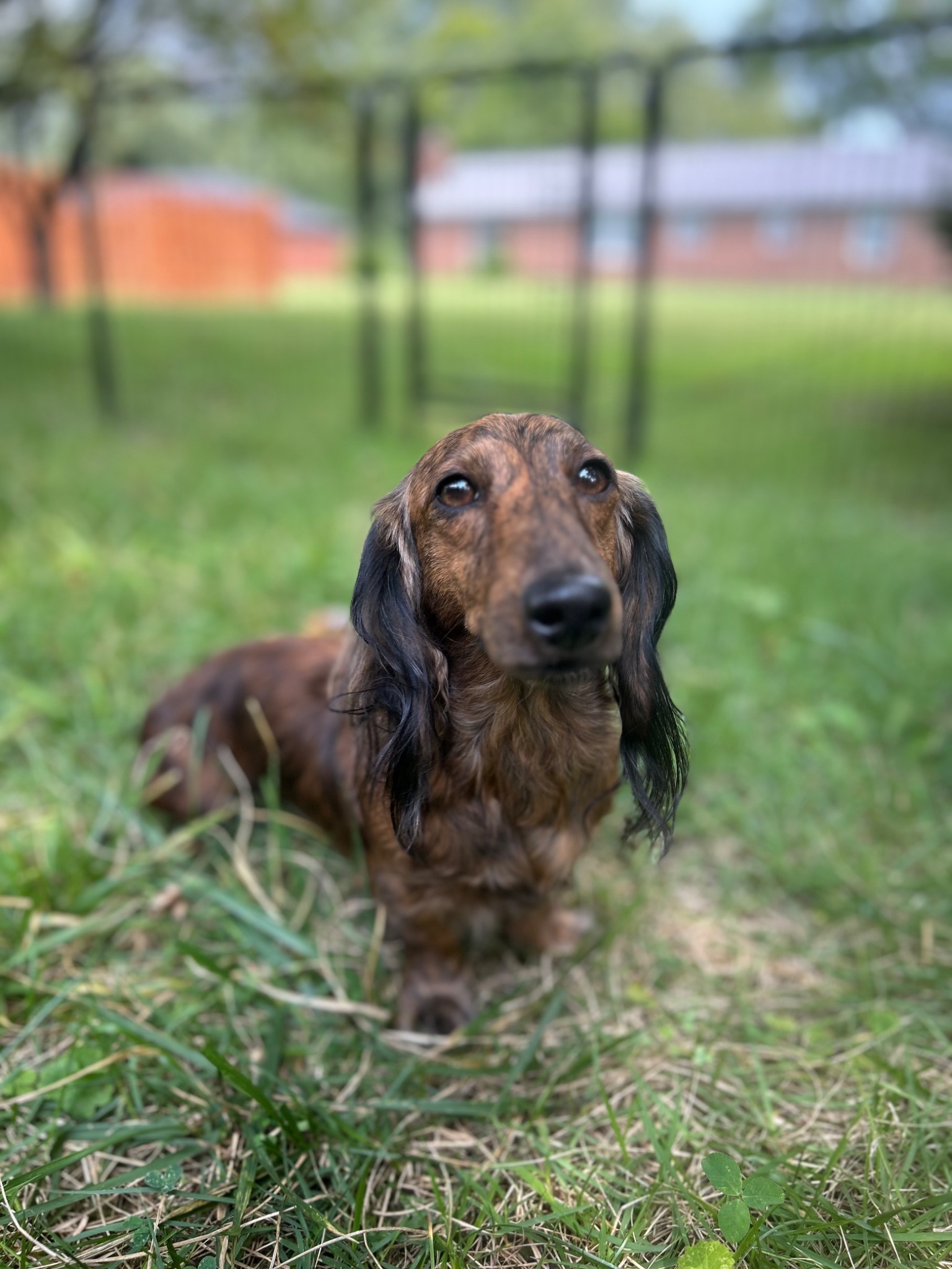 Mazikeen the red brindle longhaired dachshund