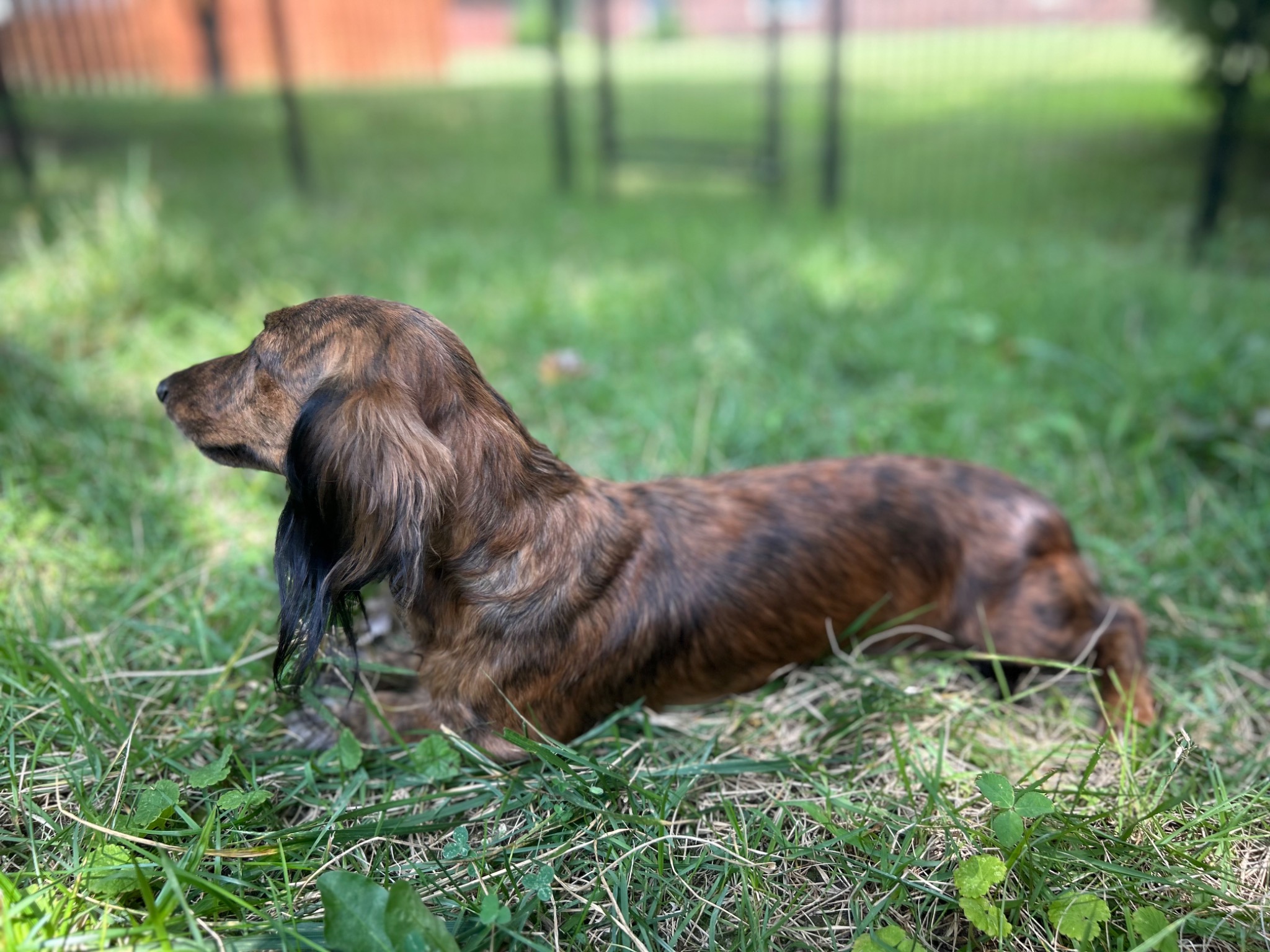 Mazikeen the red brindle longhaired dachshund
