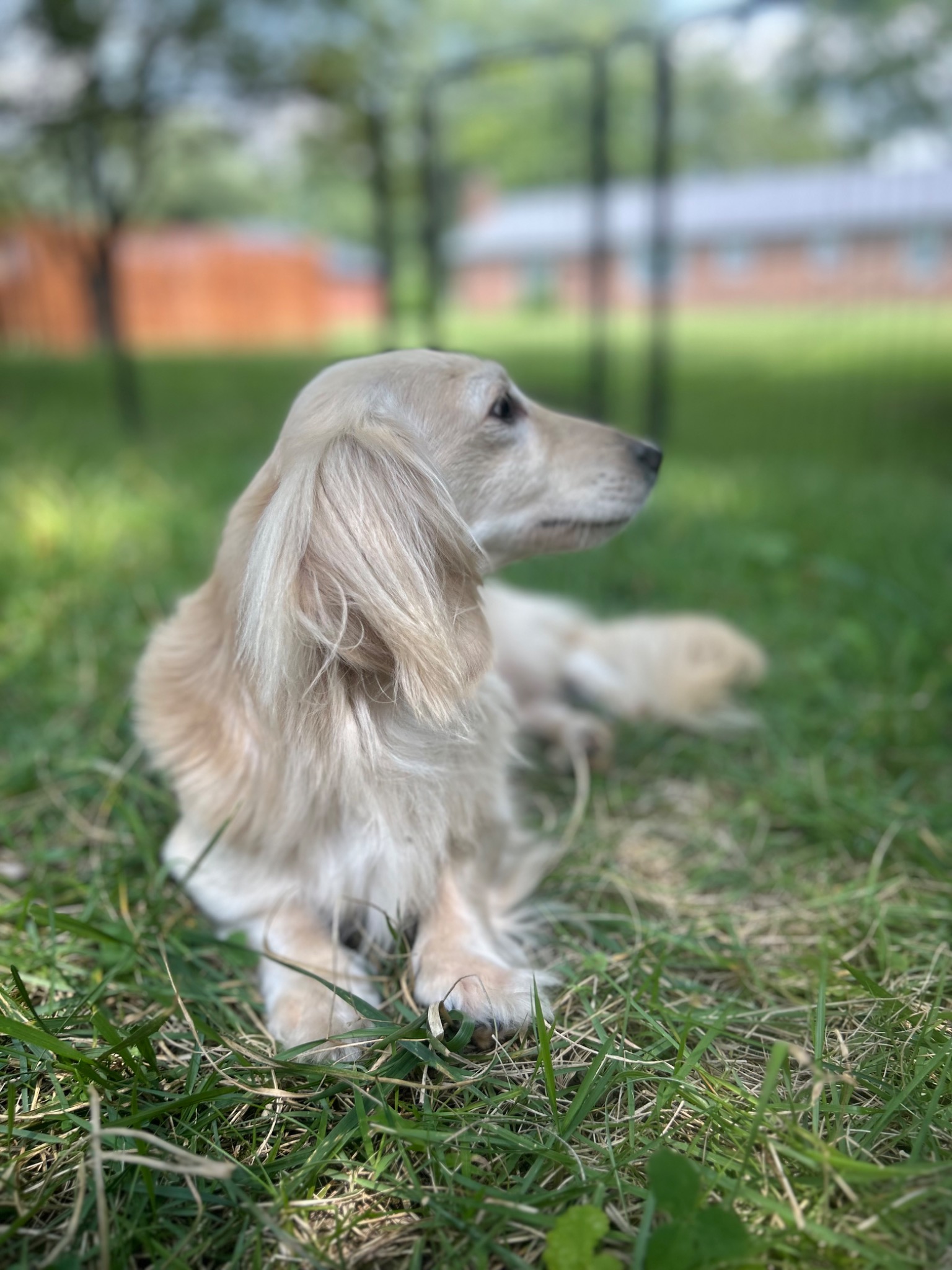 Caspian the longhaired miniature dachshund