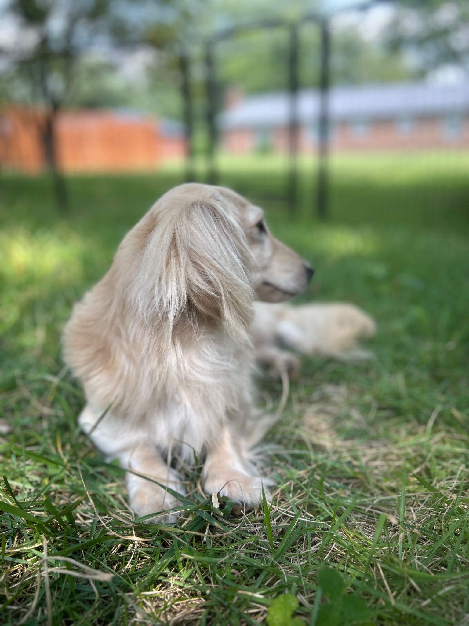 Caspian the longhaired miniature dachshund