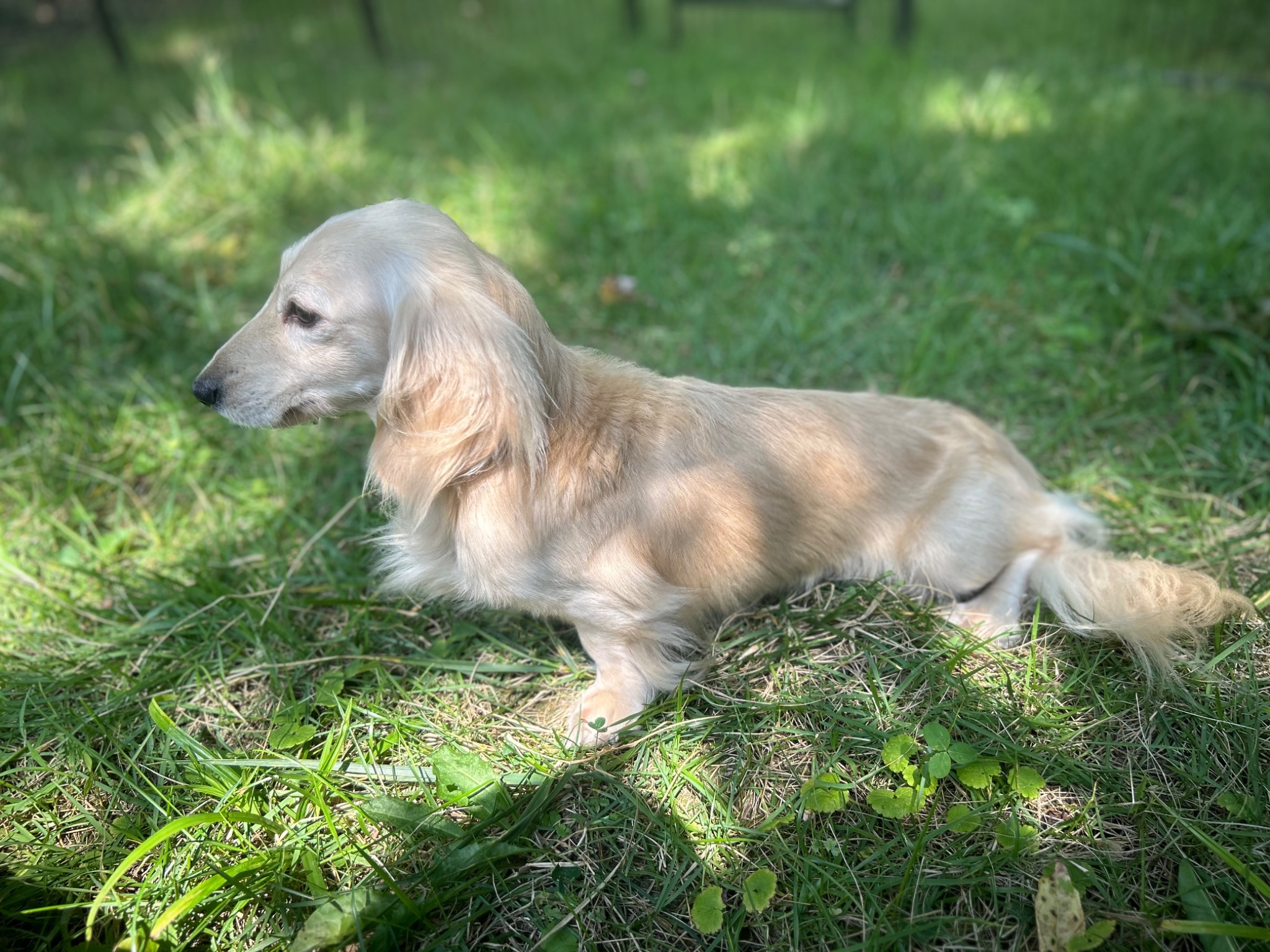 Caspian the longhaired miniature dachshund
