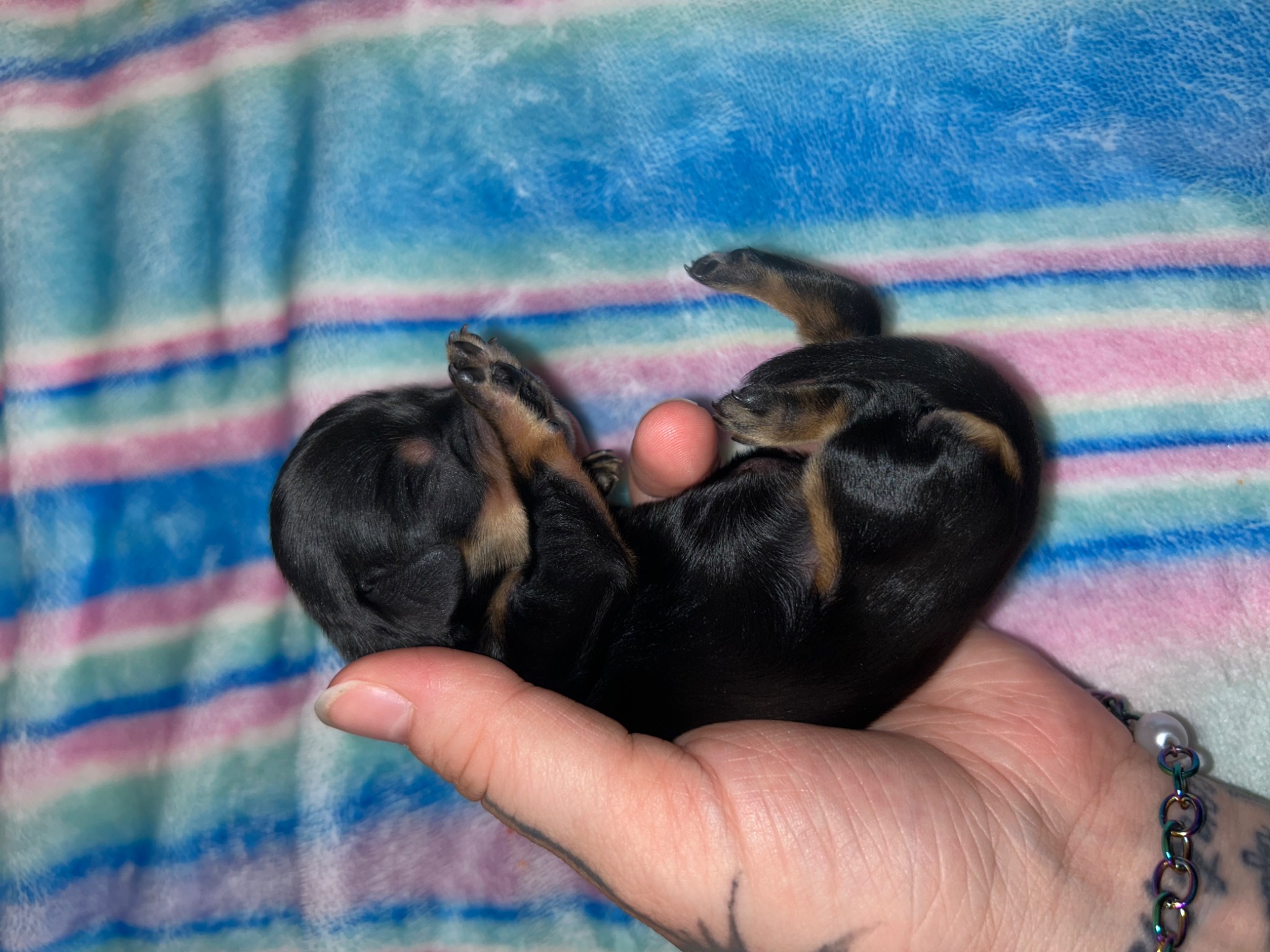 Puppy growth photo