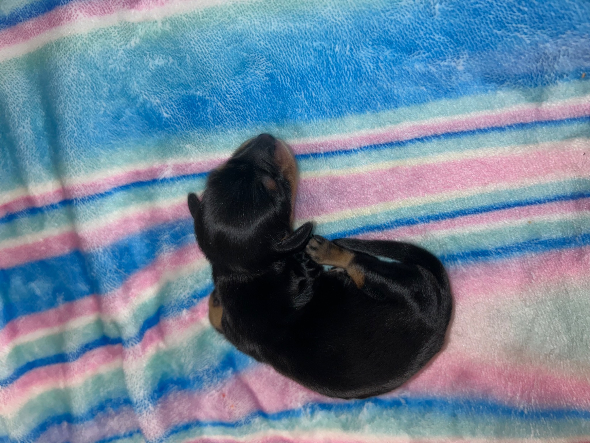 Puppy growth photo