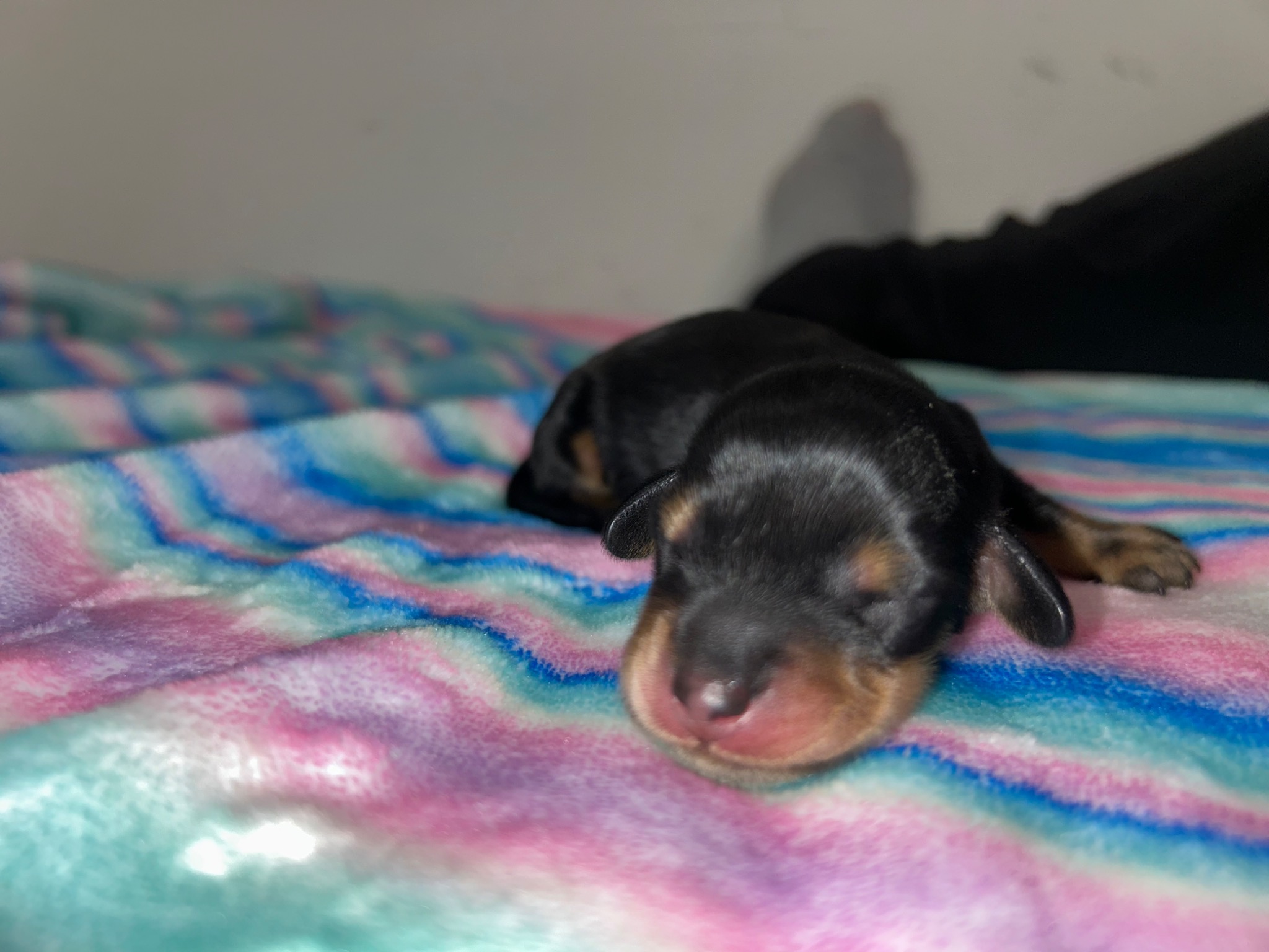 Puppy growth photo