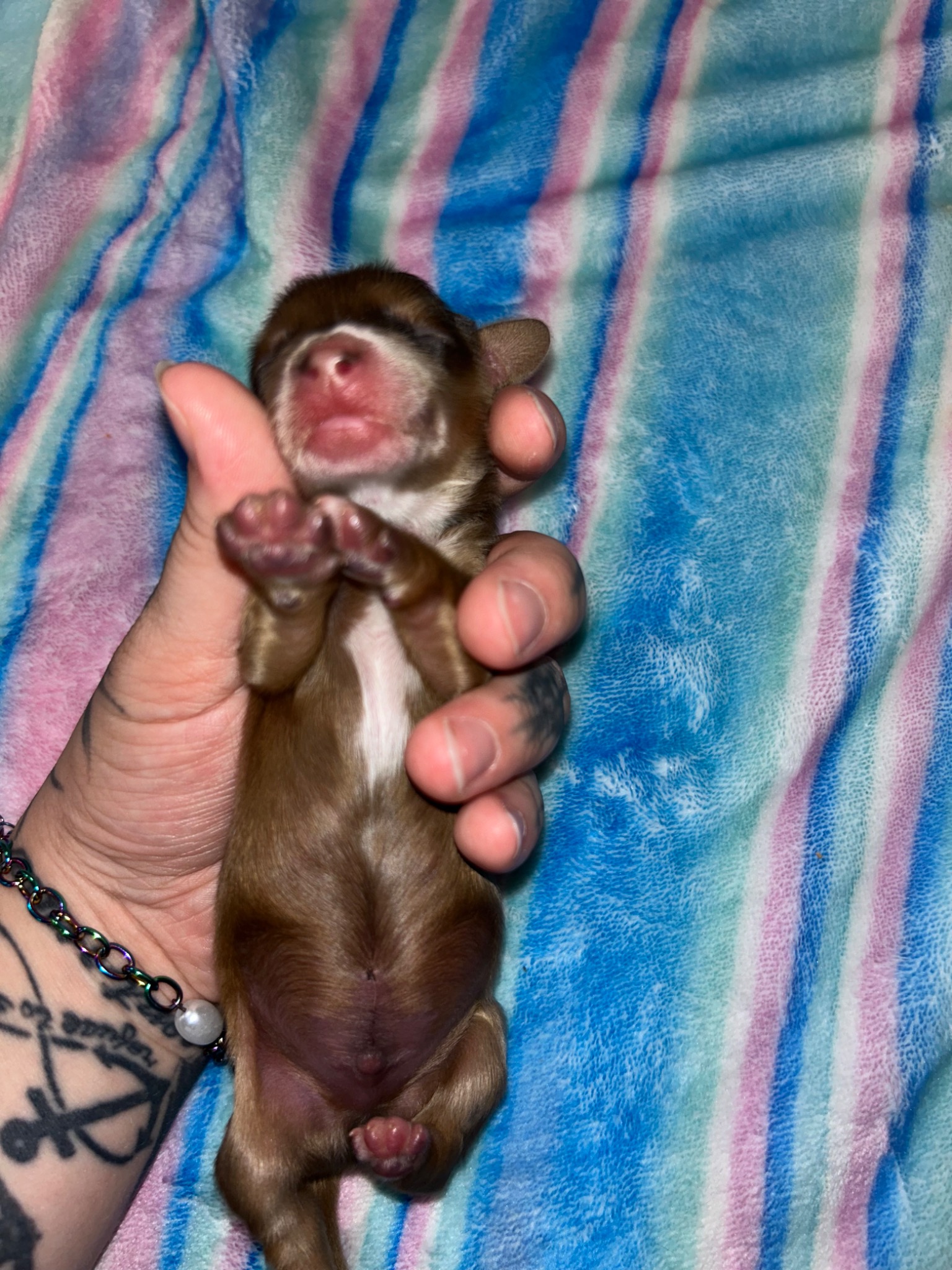 Puppy growth photo