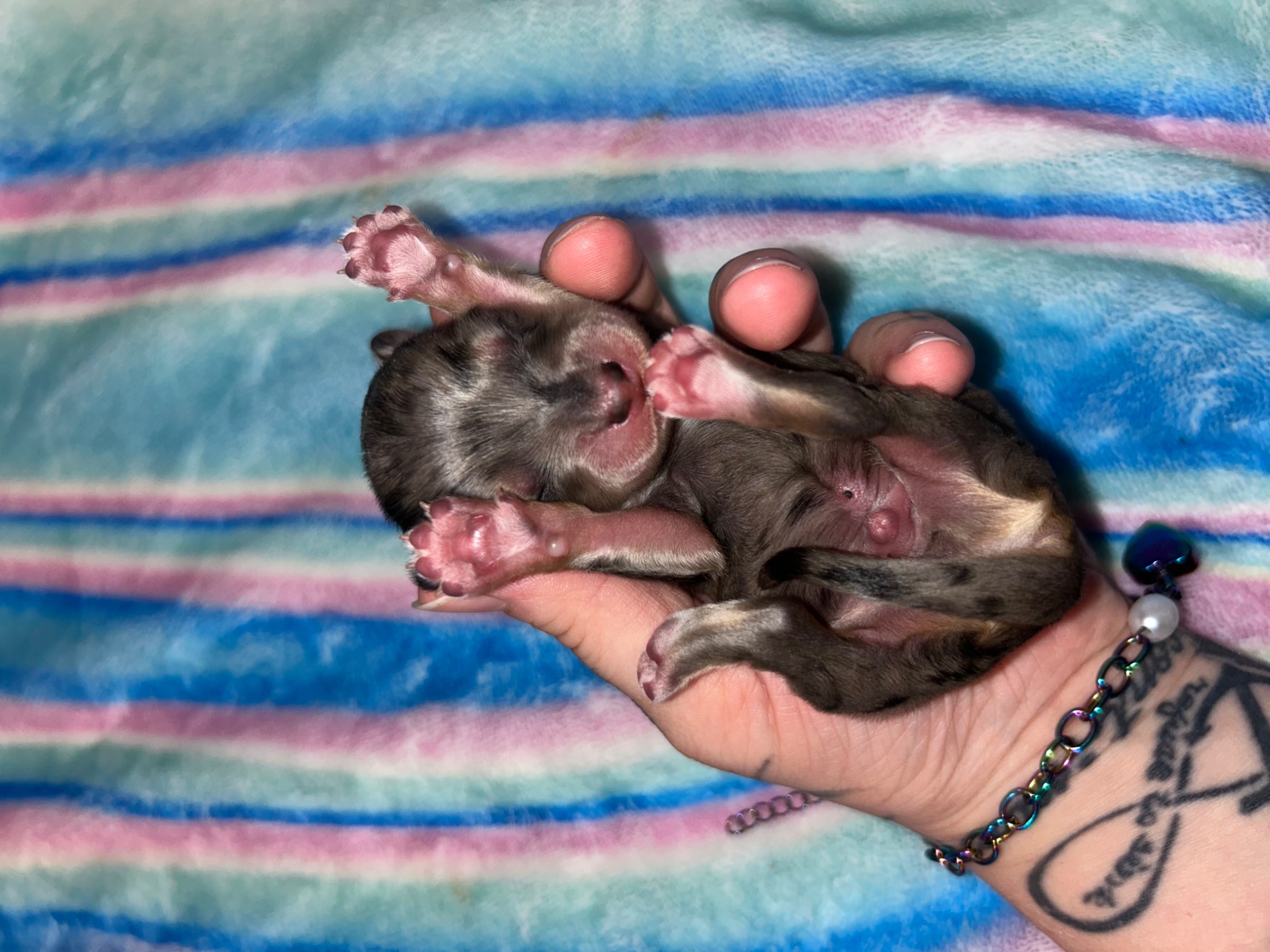 Puppy growth photo