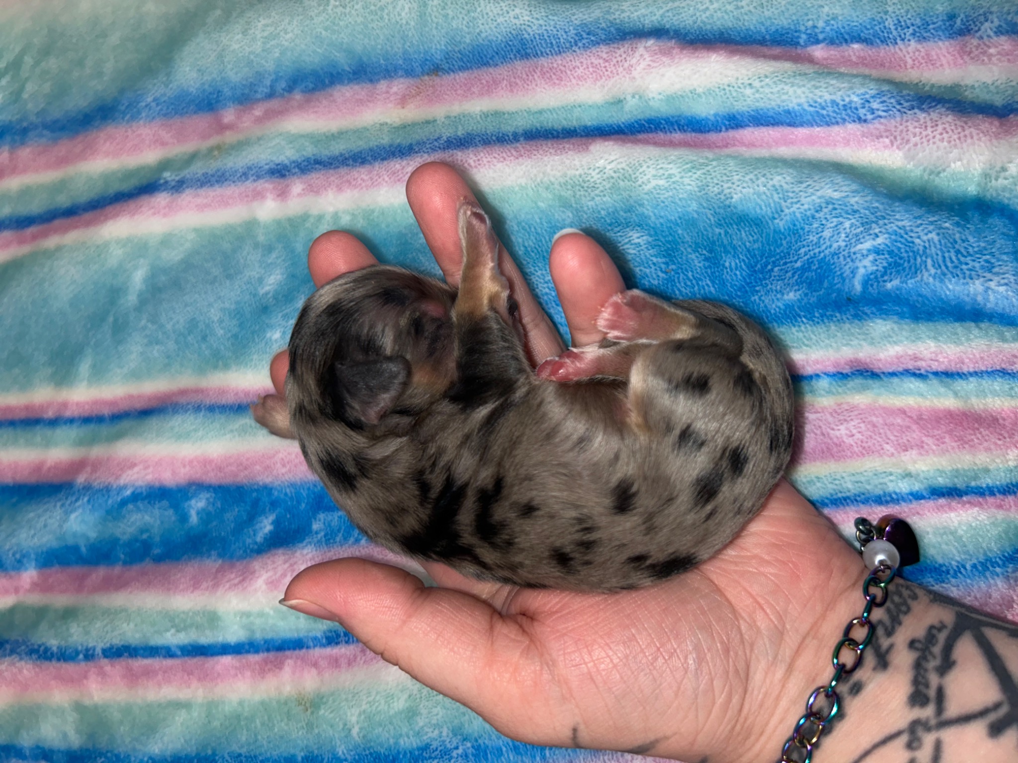 Puppy growth photo
