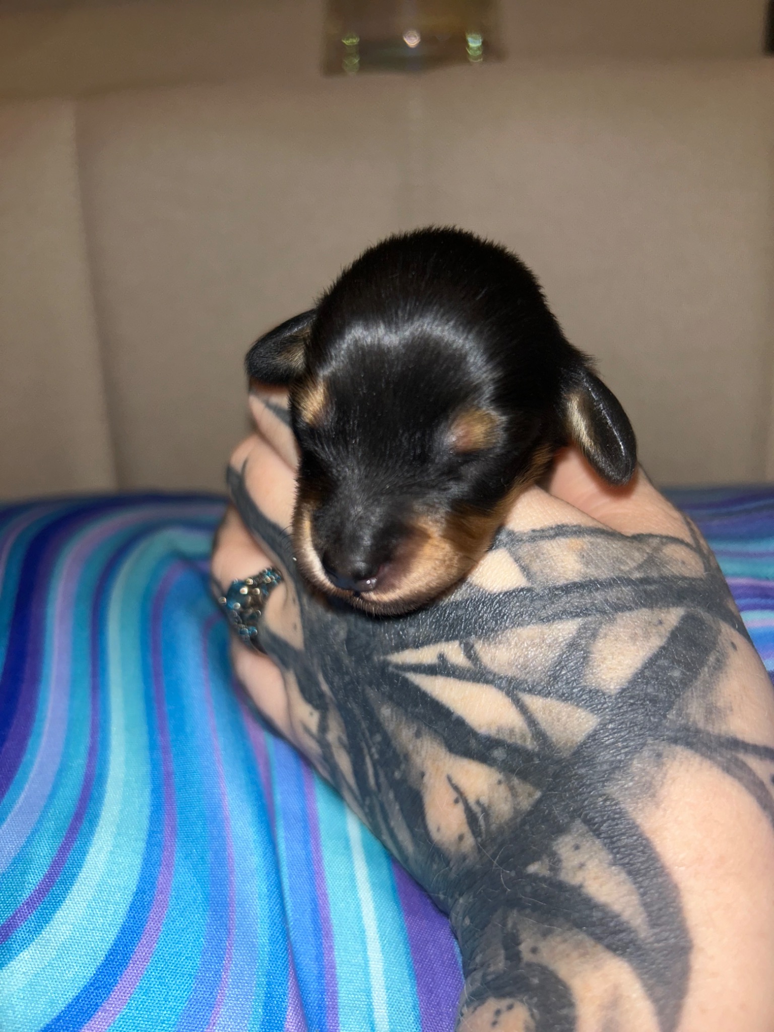 Puppy growth photo
