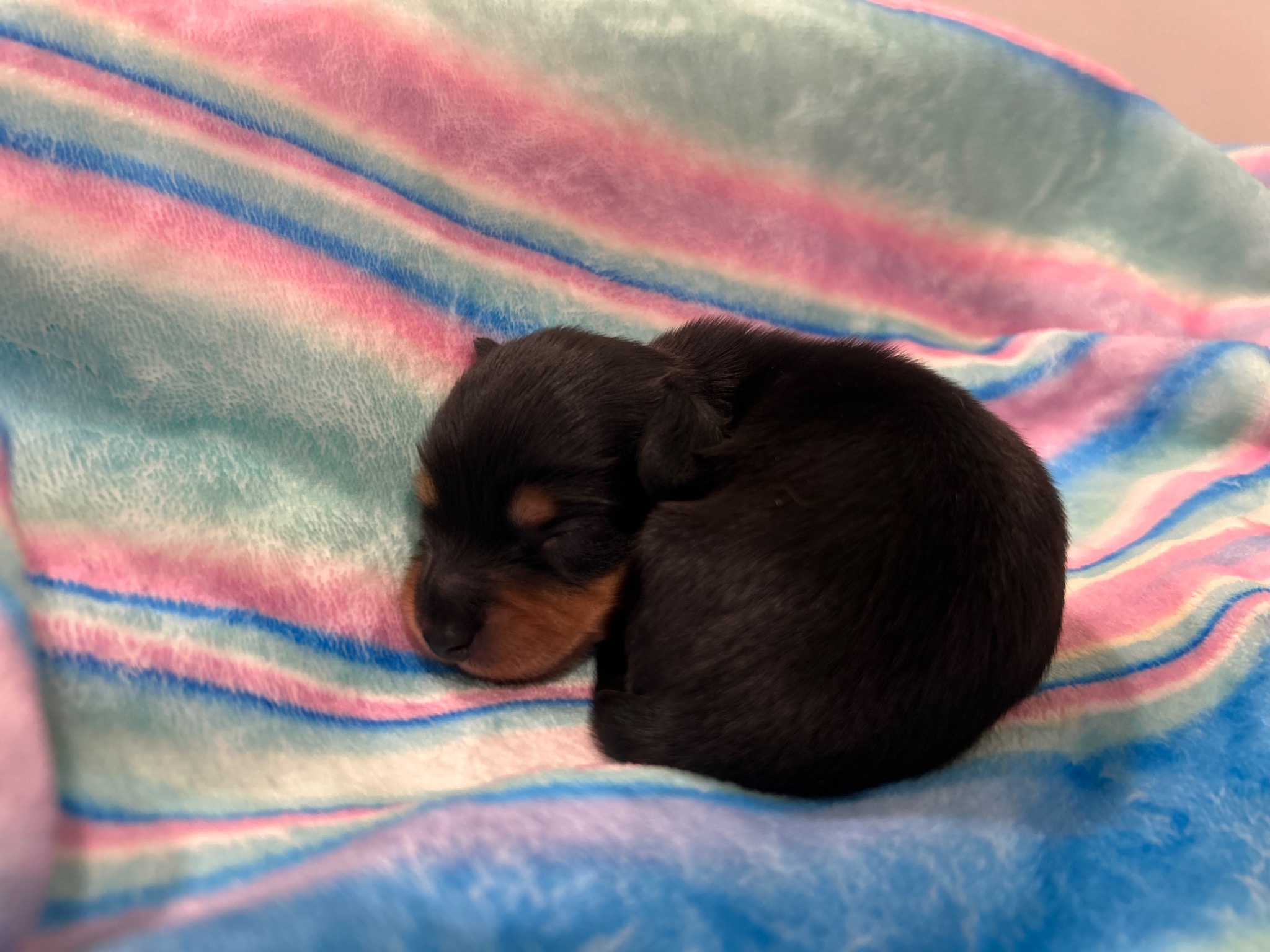 Puppy growth photo