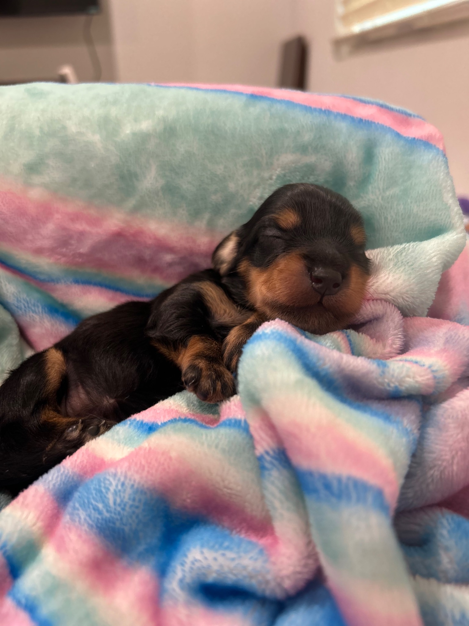Puppy growth photo