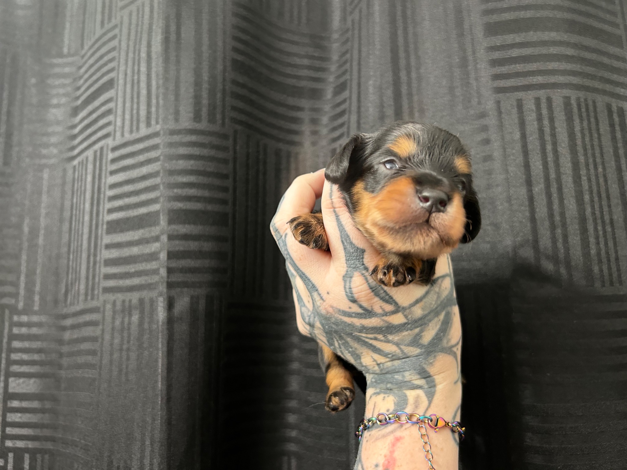 Puppy growth photo