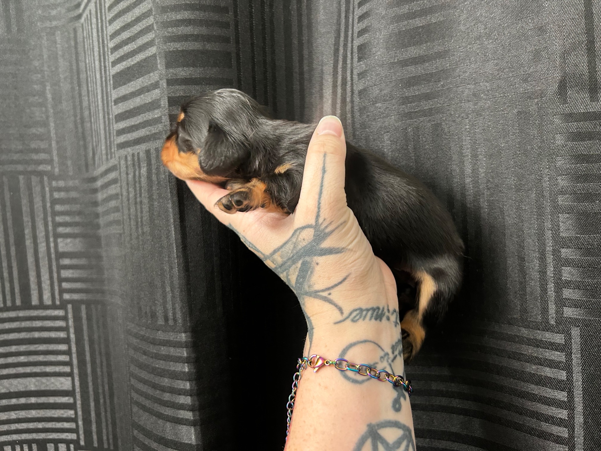 Puppy growth photo