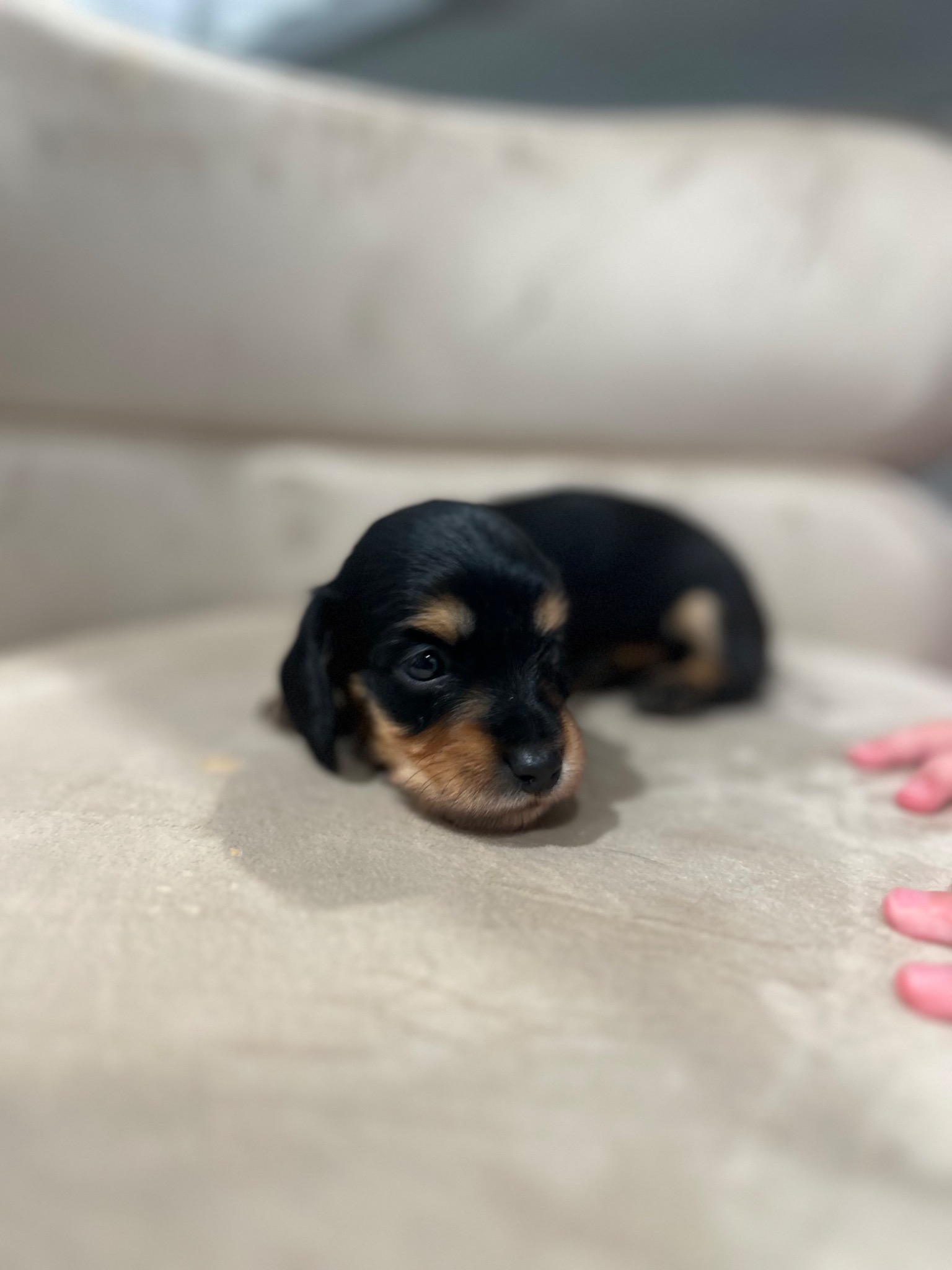 Puppy growth photo