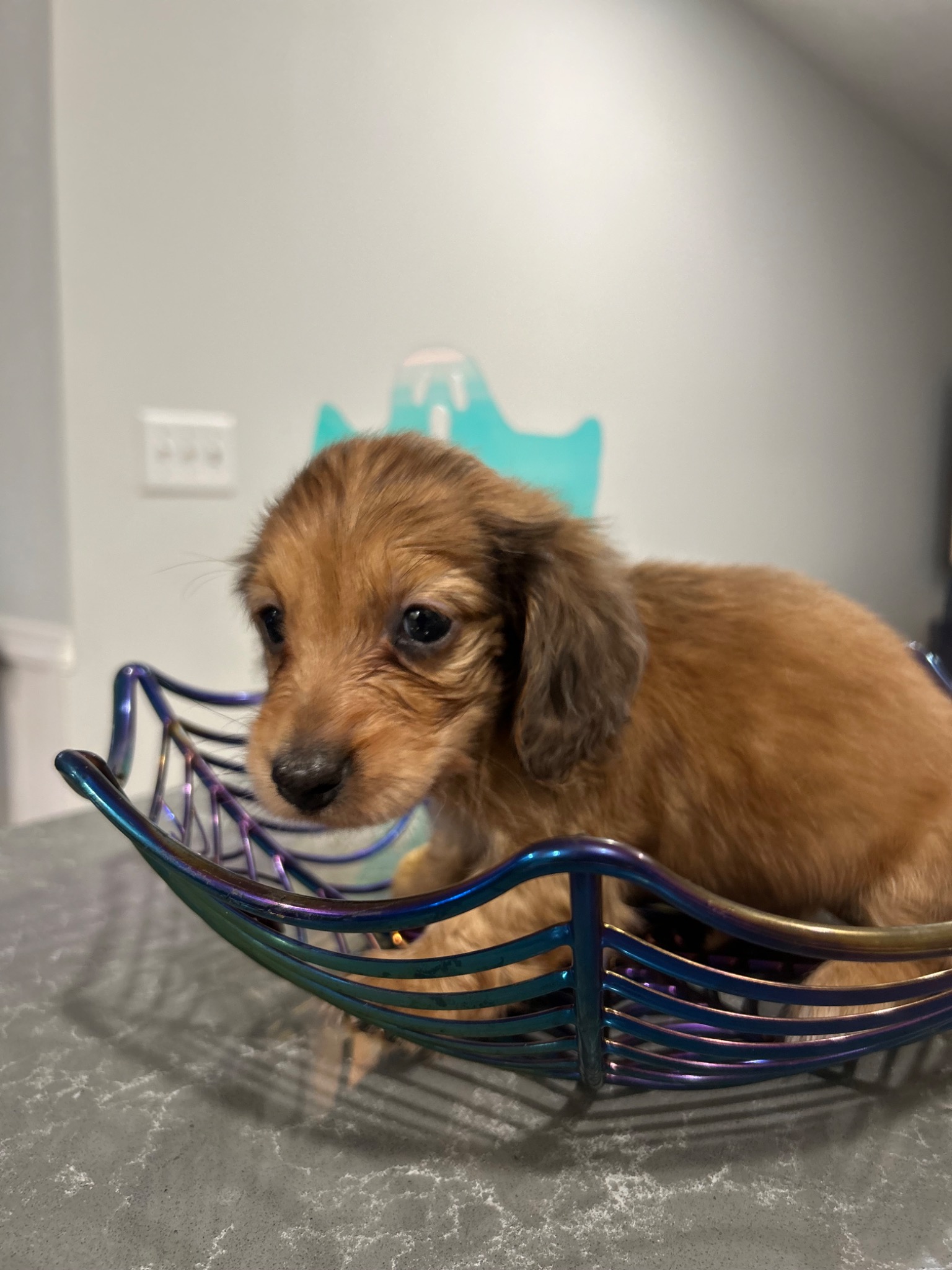 Available longhaired dachshund boy sitting in a basket