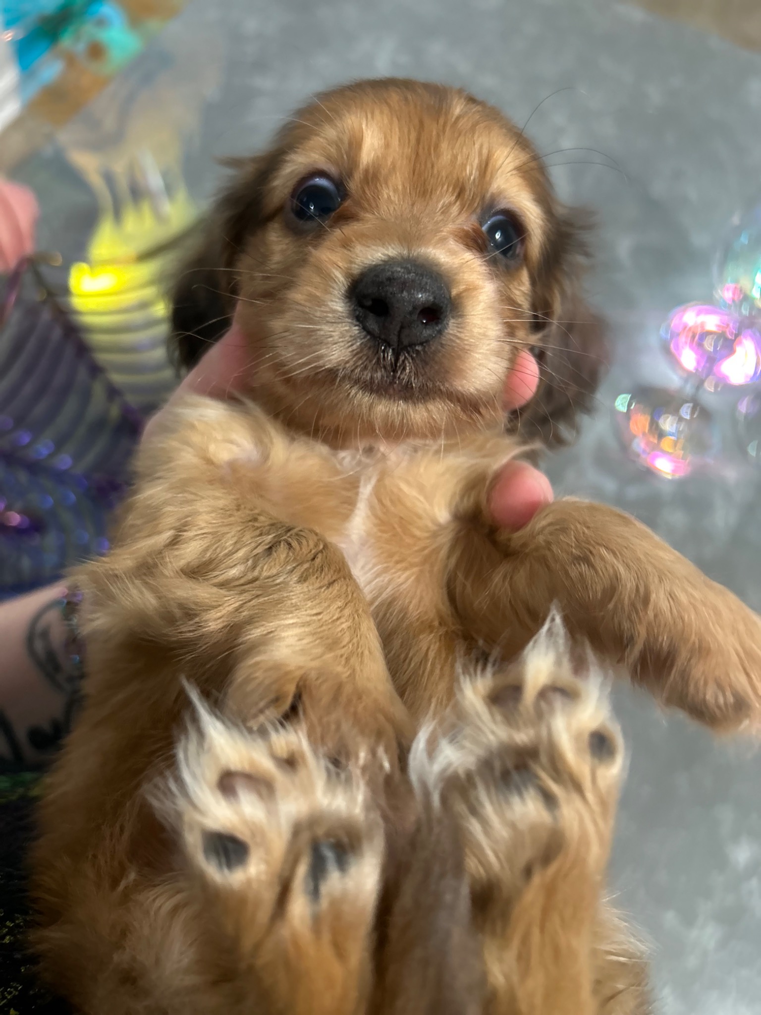 Available longhaired dachshund boy close-up
