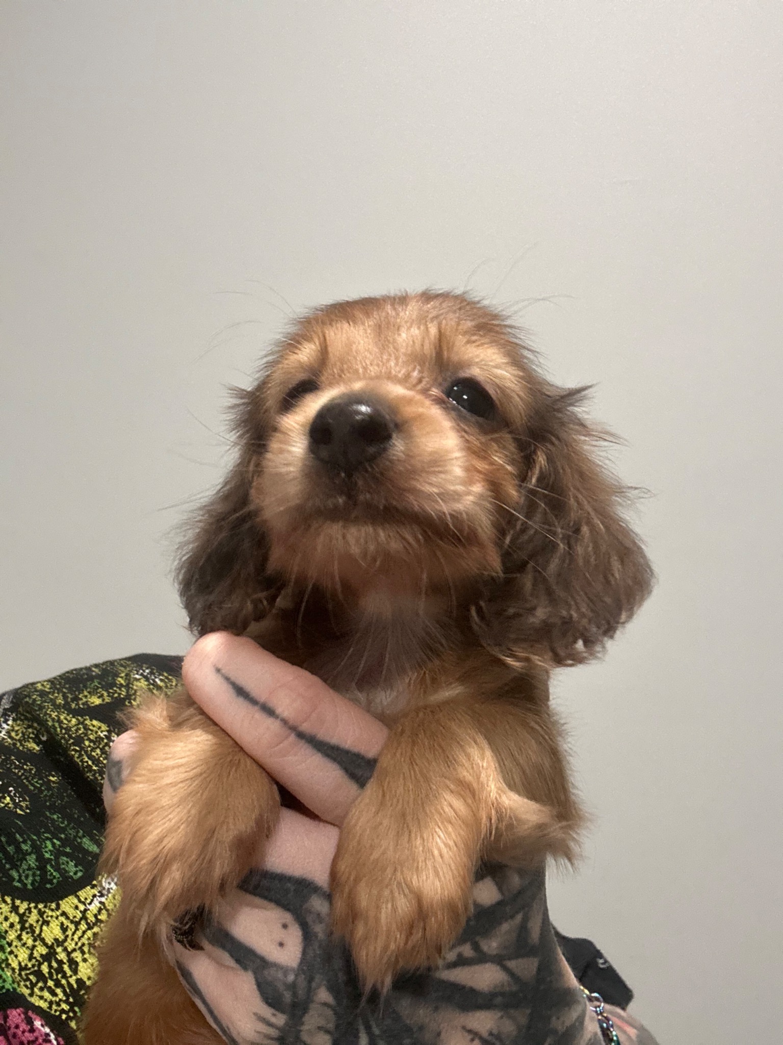 Available longhaired dachshund boy being held