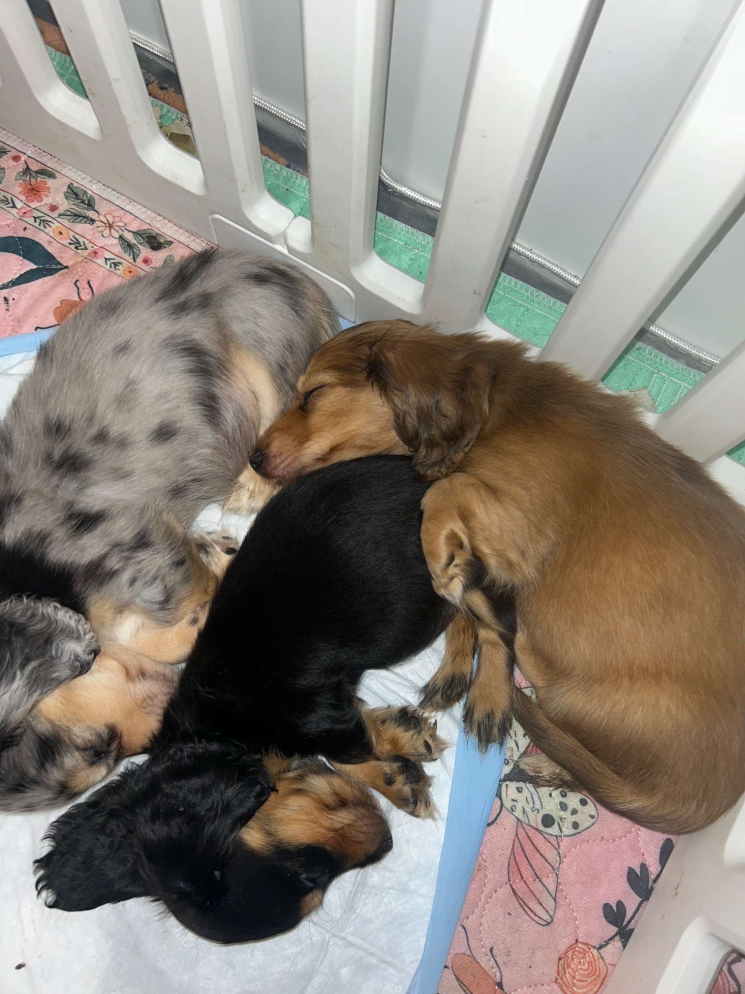 Dachshund litter resting together