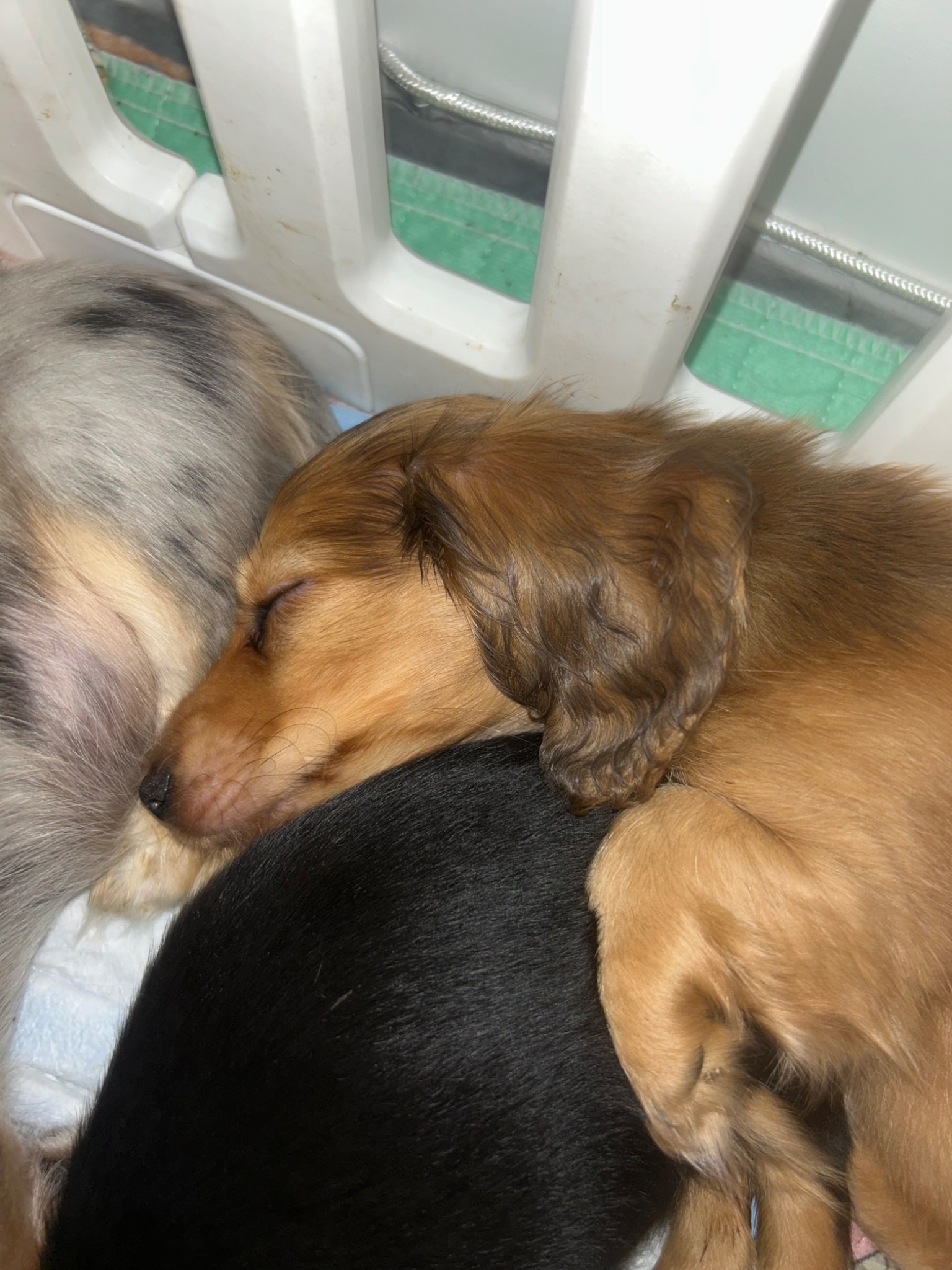 Dachshund puppies cuddling together