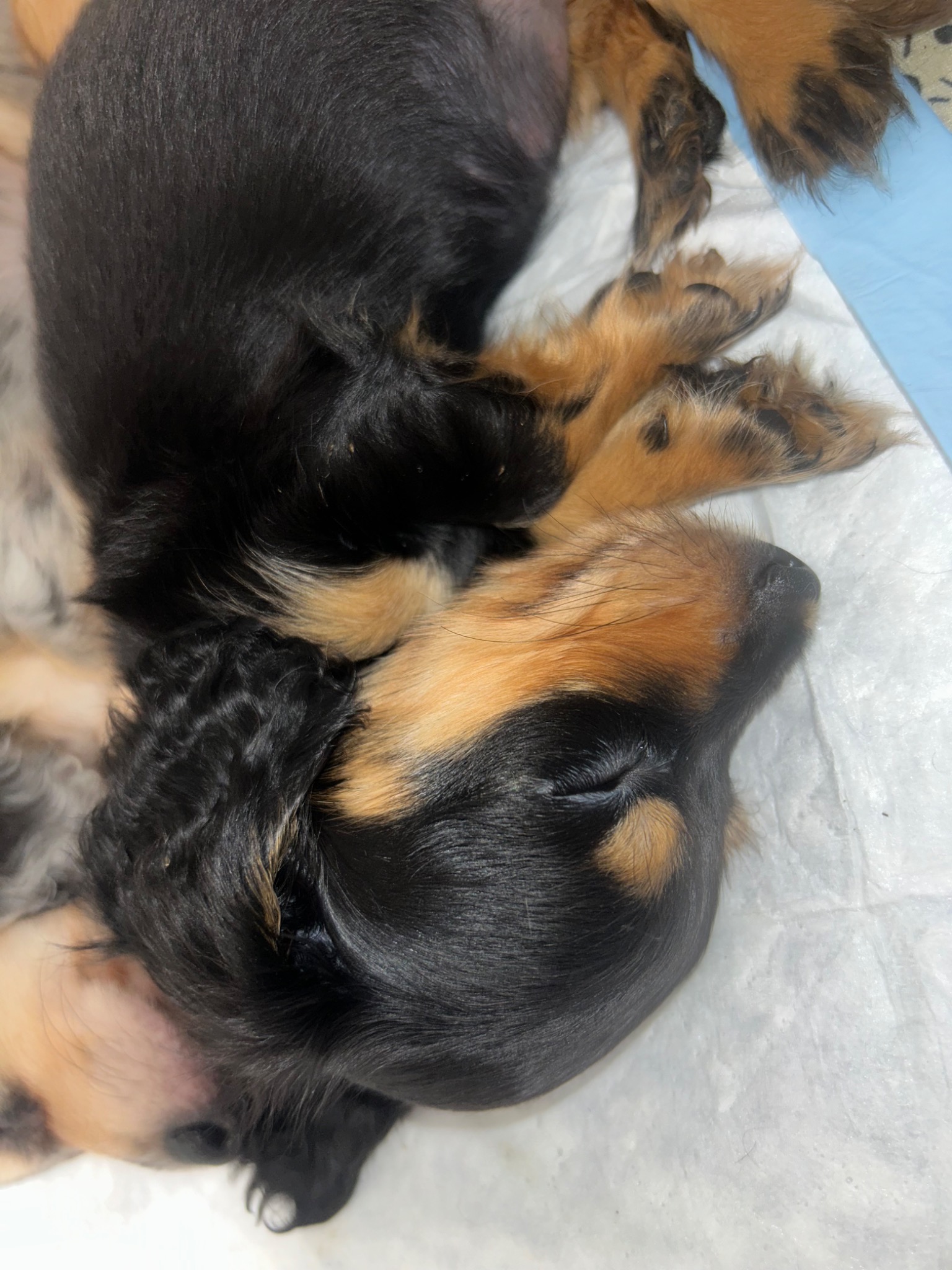 Black and tan girl dachshund puppy sleeping