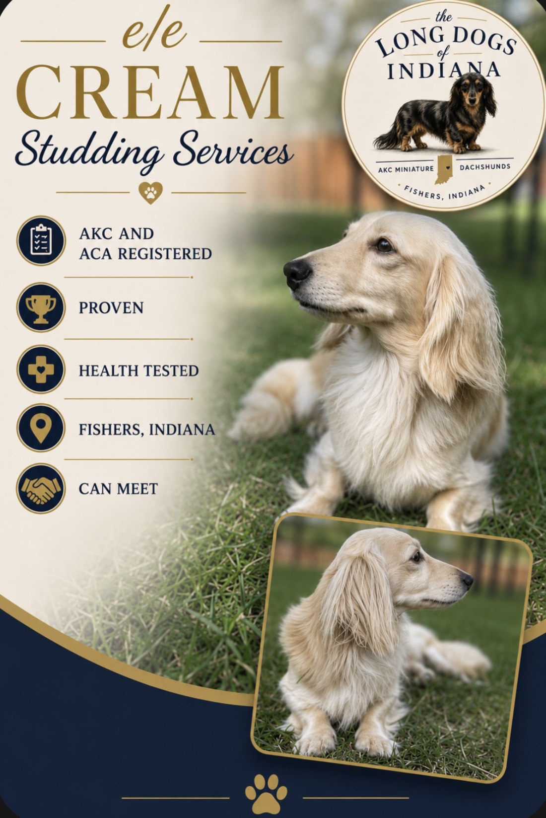 Caspian cream dachshund stud services advertisement